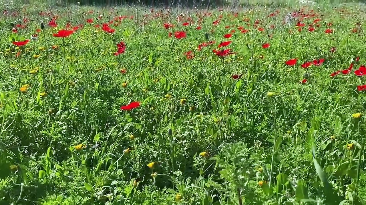 Lettre errante - 31 juillet