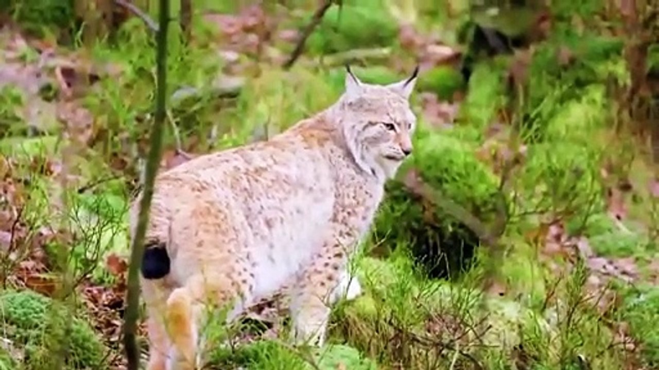 Animal of polar_Relaxation Film_Wild Animals_Wild Life_Wild Animal Life_Animal Film