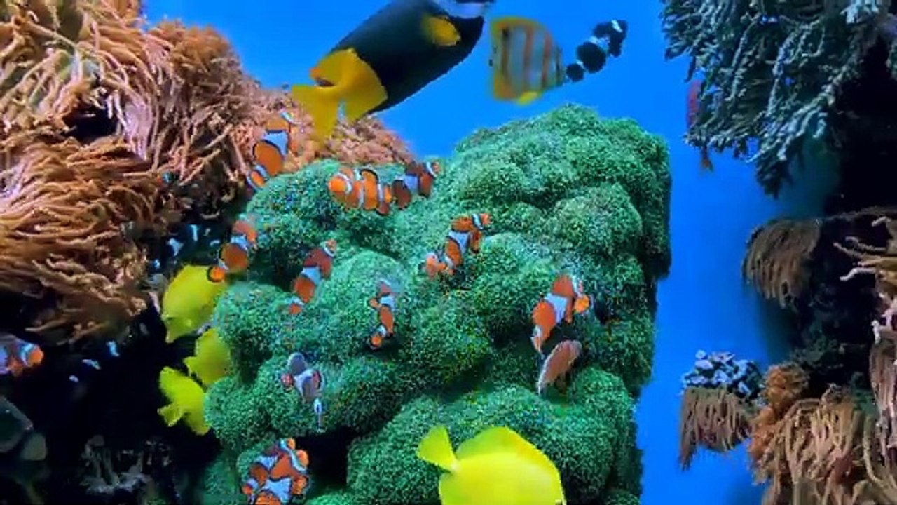 Surah Ar-Rahman(سورة الرحمن) __ Copy Right Free Quran__ Heart Touching Recitations__Animals