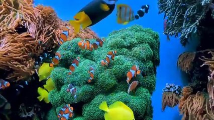 Surah Ar-Rahman(سورة الرحمن) __ Copy Right Free Quran__ Heart Touching Recitations__Animals