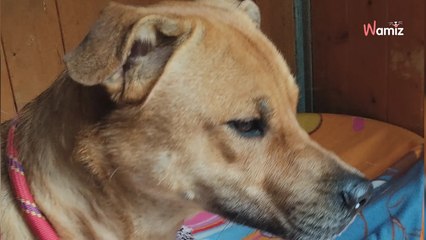 Ce jeune chien a eu 3 maîtres, dont un qui s'est suicidé devant lui : il a besoin d'oublier ce début de vie chaotique