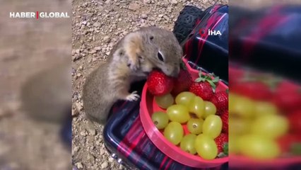 Uzaktan kumandalı aracı ile gelengilere çilek ve üzüm yedirdi