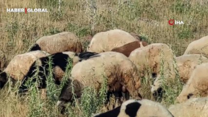 Koyunların üzerine konarak beslenen kuşlar ilginç görüntüleriyle şaşırtıyor