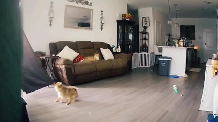 Dog Attempts to Take Down Curtain