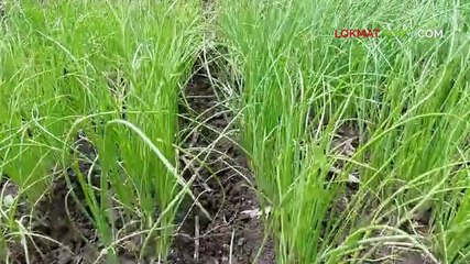 कांदा रोप टाकणे ते लागवडपर्यंत नियोजन कसे कराल हा विडिओ शेवटपर्यंत पहा-_1