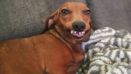 The Most Over SILLY DOGS Ever!  Funny Dog Videos of 2024