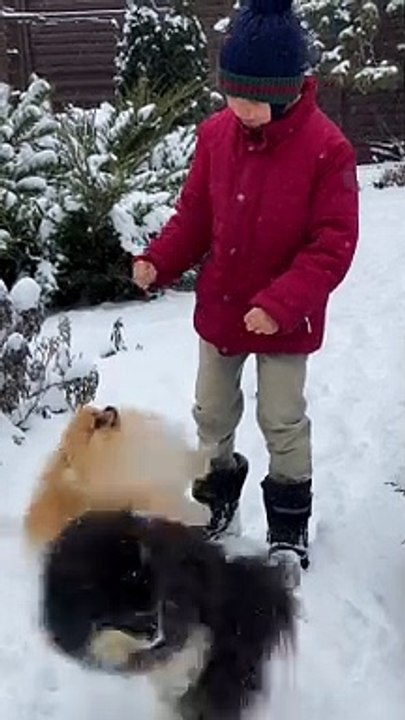 DOG Song, New Dog Video, Funniest Dog Video, Cutest and Funniest Dog #cocomelon #Babynest80 #Dog