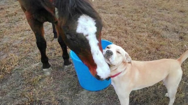 Unlikely Animal Friendships Will Melt Your Heart Funny Animals Videos 2024