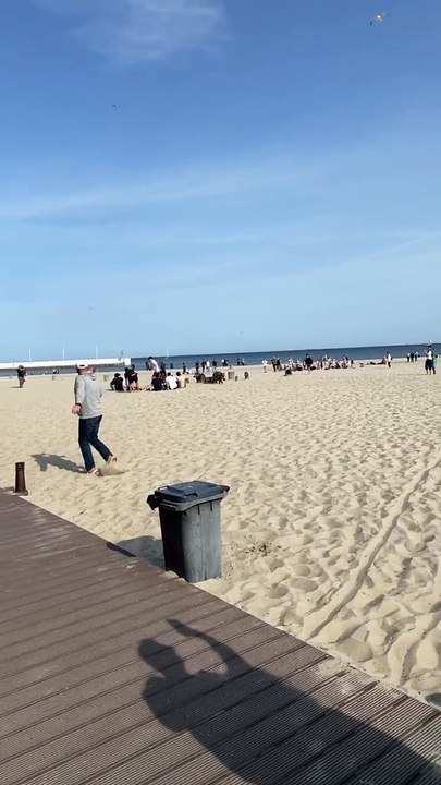 Des vacances gâchées après l'invasion de la plage par des sangliers