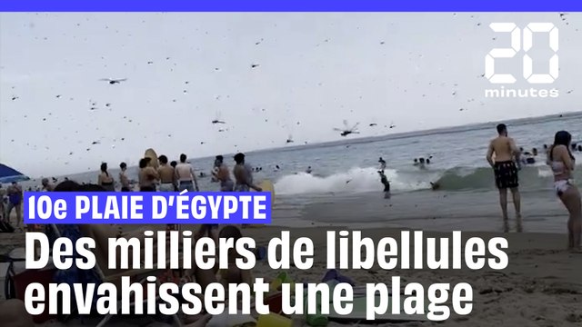 États-Unis : Des milliers de libellules sèment la panique sur une plage de Rhode Island #shorts