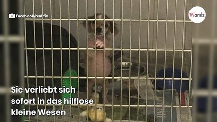 Armes, nacktes Hundebaby verwandelt sich nach Monmaten in ein wunderschönes Tier