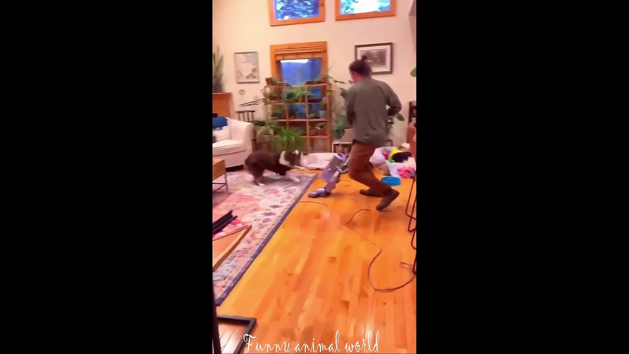 Funny cat videos | Funny animal videos | cats fail moments 2024 | funny dog video | cute funny cats