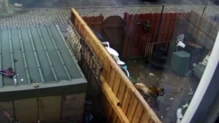 12-year ban for Bradford couple who kicked, struck and hit their pet dogs with a broom