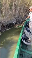 La laguna di Orbetello e il viaggio lungo la distesa di pesci morti