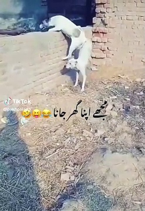 Funny video 