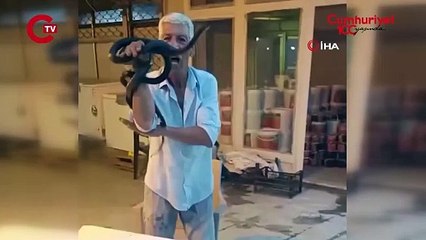 Yılanlarla şov yapan 'Yılancı Osman'ı yılanları böyle ısırdı; İşte o anlar