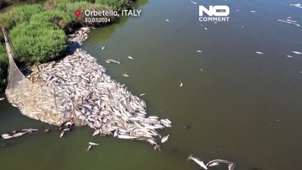 No comment : des poissons morts s'accumulent dans la lagune d'Orbetello