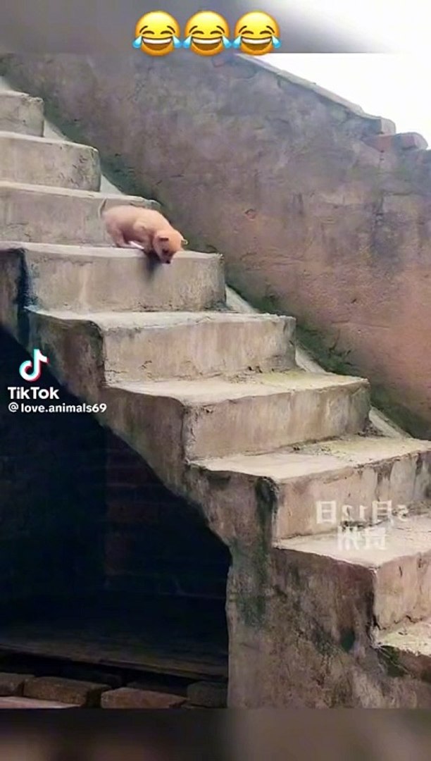 Funny video, entertainment