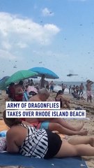 Army of Dragonflies takes over Rhode Island beach