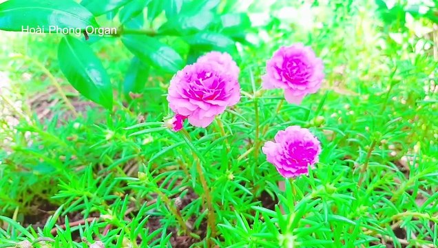 Karaoke Đành Lòng Tone Nữ Em Nhạc Sống Phối Mới - Hoài Phong Organ