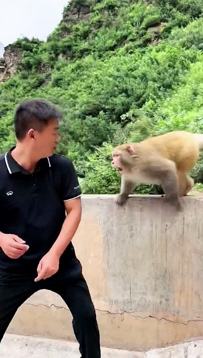 Funny Monkey Video  #fypdongggggggg #foryoupageofficiall #fypシ゚viral #fypシ #tiktokhyderabad #foryoupage #tiktokindia #fypage #funnymoments #fyp #reels #reelsfb #reelsviral #reelsvideo #reels2023 #reelit #rehmanitx54