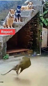 #unfrezzmyaccount #comedyvideos #funnymoments #5000kview #viraltiktokvideos #TikTokPromote #funnyvideos #unfrezzmyaccount #rehmanitx54