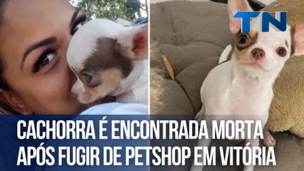 Cachorra é encontrada morta após fugir de petshop em Vitória