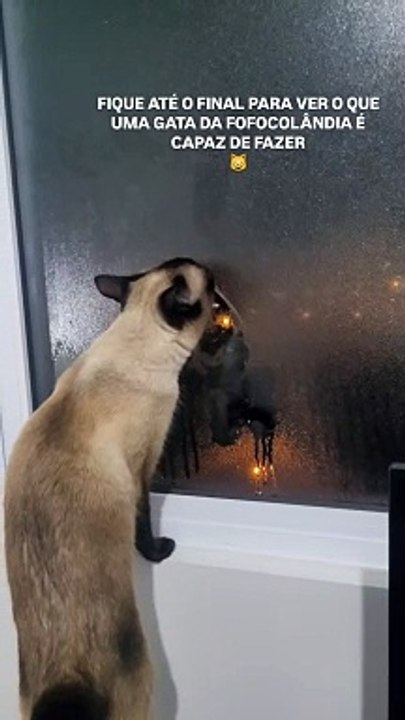 Gato fofoqueiro toma medida drástica para espiar vizinhos