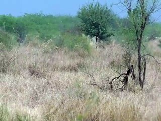 आसोप वन खंड  काले हिरण के लिए हुआ  संरक्षित