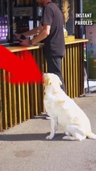 Ce chien reçoit le soutien précieux d’une femme puis réalise un geste précieux pour son maître