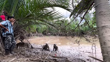 Rùa Tinh Thật - Rùa Tinh Mini Nhiễm Sắc Thể - Loại Thấp Nhất