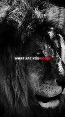 What are you doing. #motivation #motivational #motivationalquotes #quotes #lionsmindset #lion #daulymotion #usa #viral