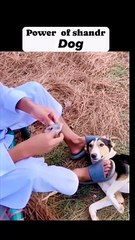 Dog funny  amazing vedio clip