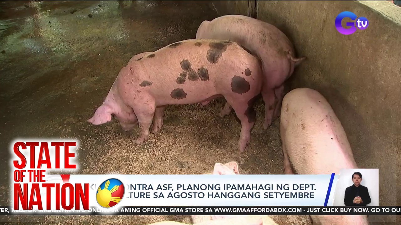 Bakuna kontra ASF, planong ipamahagi ng Dept. of Agriculture sa Agosto hanggang Setyembre | SONA