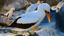 #amazinganimalsworld #wildlife #animalslifestyle