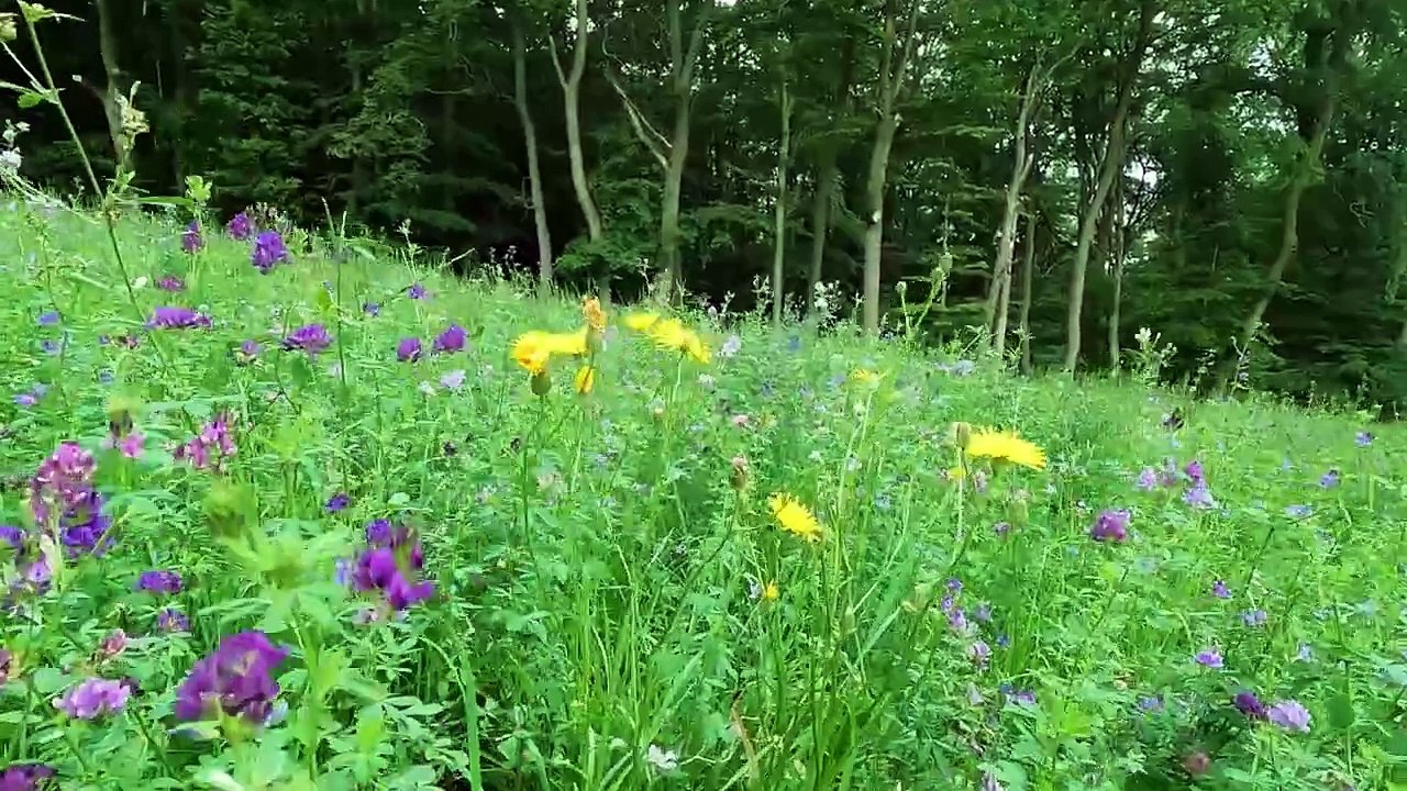 Grillenzirpen, Vögelgezwitscher, Naturgeräusche bei einer Wiese❤️