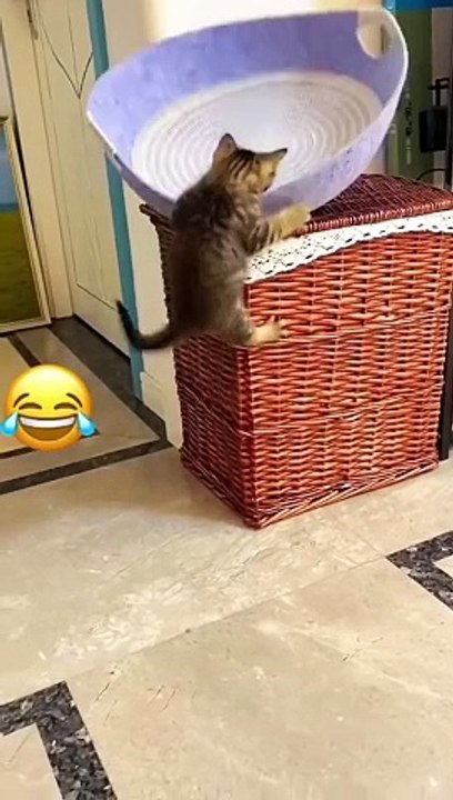 funny_cat_video_#cutecat_