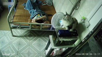 Try not to laugh at these Funny CATS and KITTENS 2024