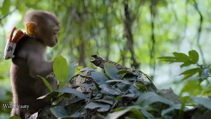 Full video_ 10 Days in the Wild - Shelter Cabin, Parasites, Poisonous Snakes, Fear at Midnight (1080p60, h264, youtube)