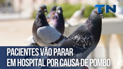 Pacientes vão parar em hospital por causa de pombo