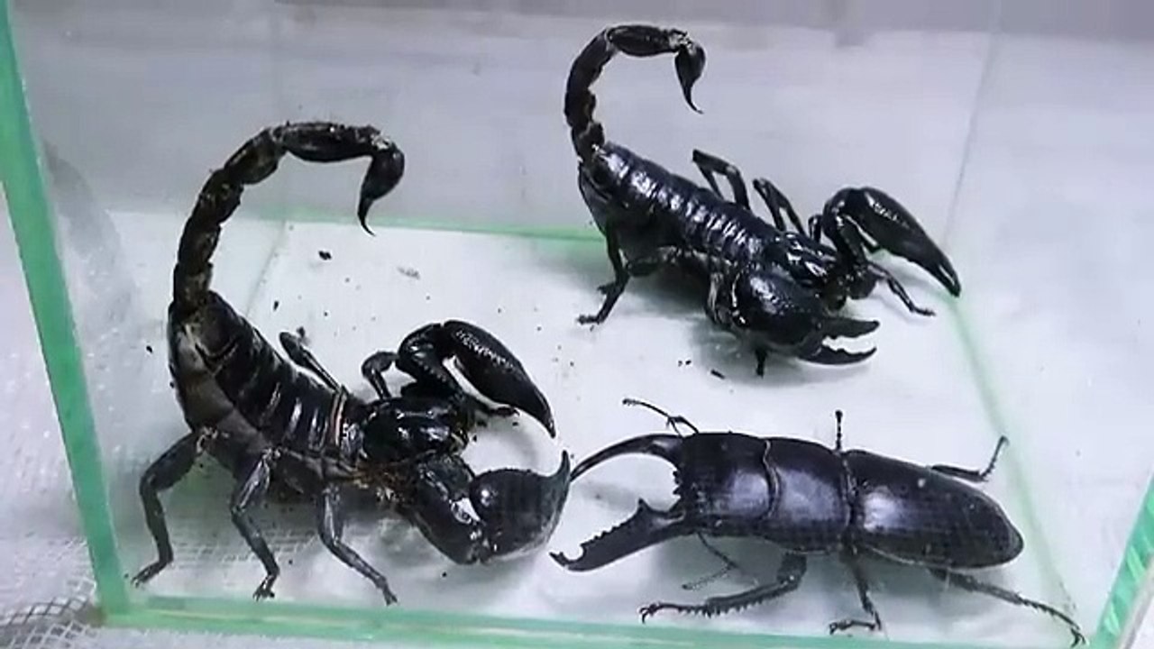 Black Titan Bug and 2 Giant Scorpions - Go find the King of Insects