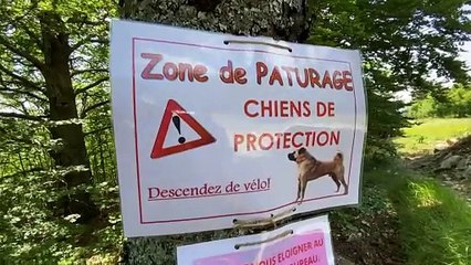 Lobos, cães e ‘trilheiros’ aprendem a viver juntos na França