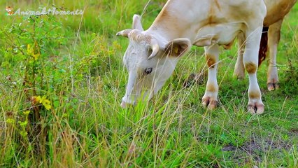 Animal Habitats - Cow, Duck, Dog, Elephant, Cat - Familiar Animals