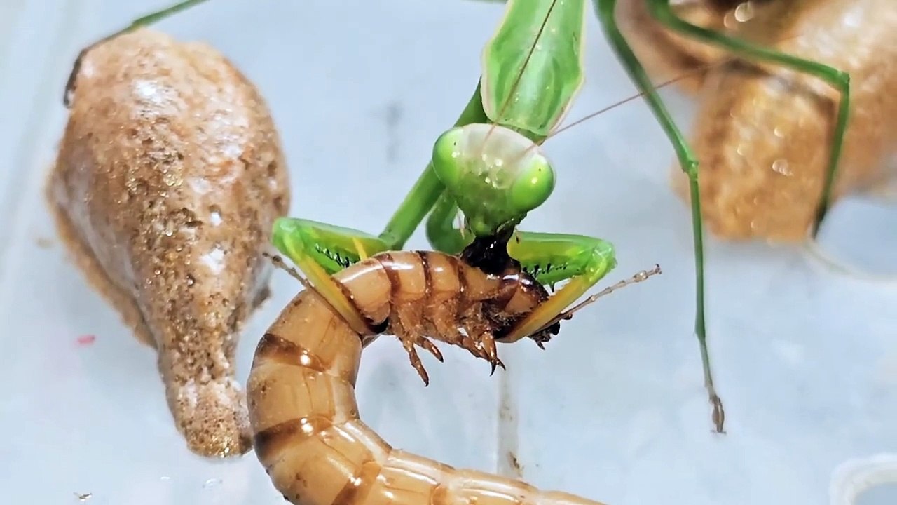 Praying Mantis the True Predator