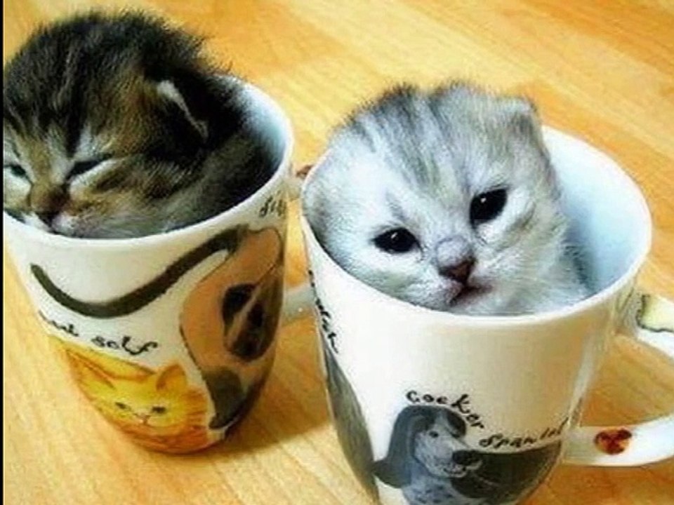 Gatti Divertenti Video Divertenti  Divertenti Scherzi Bastardi Video Divertentissimi (480p_30fps_H264-128kbit_AAC)