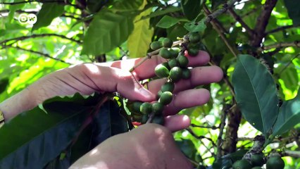 Cafetaleros americanos contra norma europea