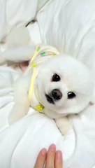 You Laugh You Lose  Funniest Cats and Dogs  Part 38