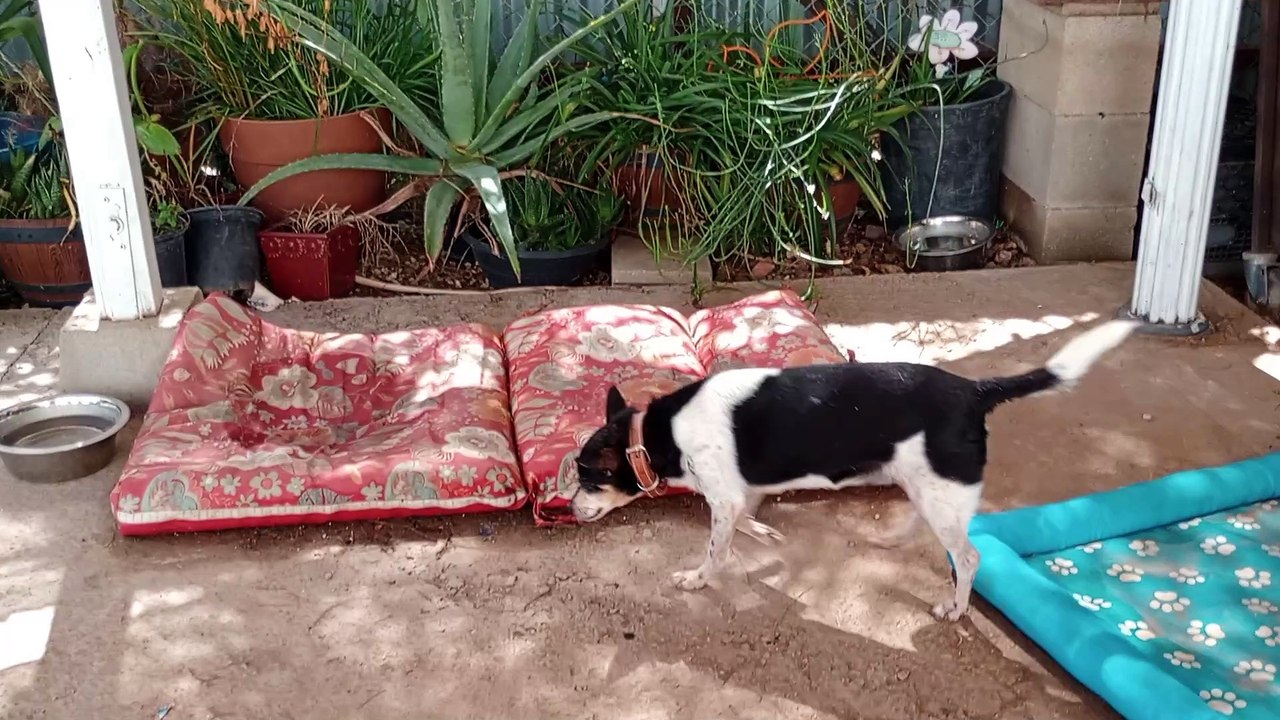 Kiko ChaCha Paco Chavino Jackie-O; made sure old-timers Kiko ChaCha ate if wished, then add young VID_20240727_150751462