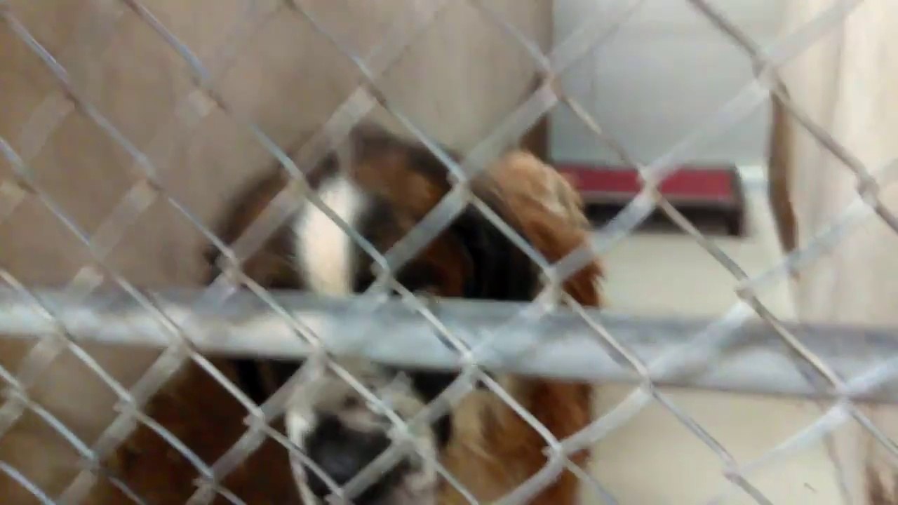 Old film❤️~3 Available for Adoption at PACC shelter❤️Doggies are Clive Two Socks(Sox) Janus 9-8-2017