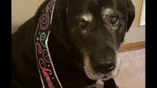 Bobby y la Realidad de * los Perros Abandonados en Navidad